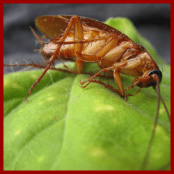 Kakerlake: Präventive Maßnahmen und Bekämpfungsmethoden